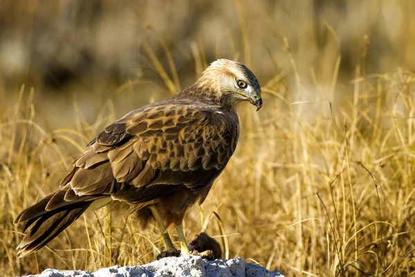Yırtıcı şahin kuşu ve en az gelincik avla. Sarı kuru çim arka planda. Kuş: Uzun bacaklı Şahin. Buteo rufinus. Hunt: En az Gelincik. Mustela nivalis.