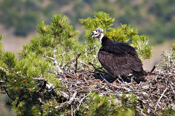 Akbaba yuvası. Cinereous Akbaba. Çam ağacı. Yeşil orman arka planı. Kızılcahamam Türkiye.