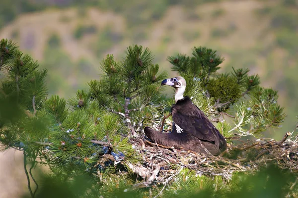 Akbaba yuvası. Cinereous Akbaba. Çam ağacı. Yeşil orman arka planı. Kızılcahamam Türkiye.