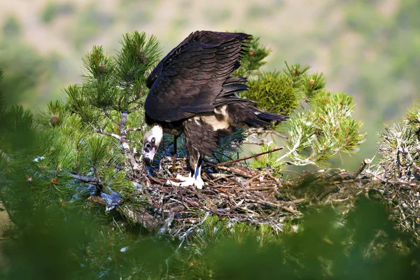 Akbaba yuvası. Cinereous Akbaba. Çam ağacı. Yeşil orman arka planı. Kızılcahamam Türkiye.