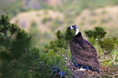 Akbaba yuvası. Cinereous Akbaba. Çam ağacı. Yeşil orman arka planı. Kızılcahamam Türkiye.