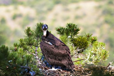 Akbaba yuvası. Cinereous Akbaba. Çam ağacı. Yeşil orman arka planı. Kızılcahamam Türkiye.