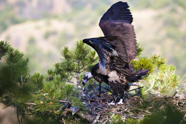 Akbaba yuvası. Cinereous Akbaba. Çam ağacı. Yeşil orman arka planı. Kızılcahamam Türkiye.