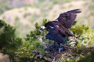 Akbaba yuvası. Cinereous Akbaba. Çam ağacı. Yeşil orman arka planı. Kızılcahamam Türkiye.