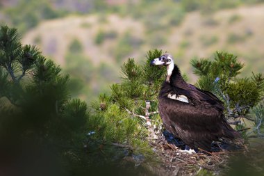 Akbaba yuvası. Cinereous Akbaba. Çam ağacı. Yeşil orman arka planı. Kızılcahamam Türkiye.