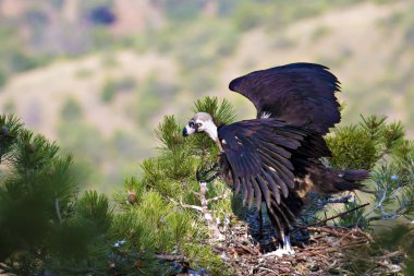 Akbaba yuvası. Cinereous Akbaba. Çam ağacı. Yeşil orman arka planı. Kızılcahamam Türkiye.