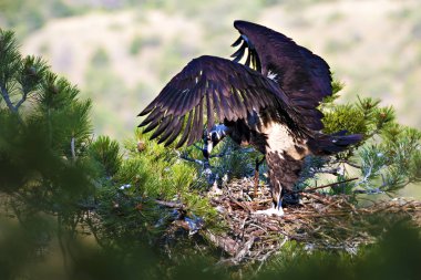 Akbaba yuvası. Cinereous Akbaba. Çam ağacı. Yeşil orman arka planı. Kızılcahamam Türkiye.