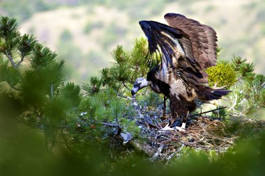 Akbaba yuvası. Cinereous Akbaba. Çam ağacı. Yeşil orman arka planı. Kızılcahamam Türkiye.