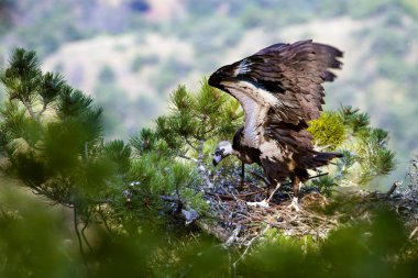 Akbaba yuvası. Cinereous Akbaba. Çam ağacı. Yeşil orman arka planı. Kızılcahamam Türkiye.