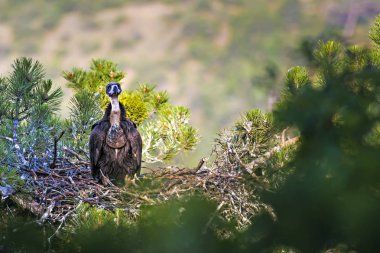 Akbaba yuvası. Cinereous Akbaba. Çam ağacı. Yeşil orman arka planı. Kızılcahamam Türkiye.