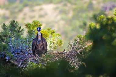 Akbaba yuvası. Cinereous Akbaba. Çam ağacı. Yeşil orman arka planı. Kızılcahamam Türkiye.