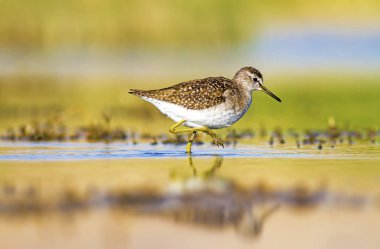 Su ve kuş. Sandpiper. Renkli doğa arka plan. Kuş: ahşap Sandpiper. Erkan efe.