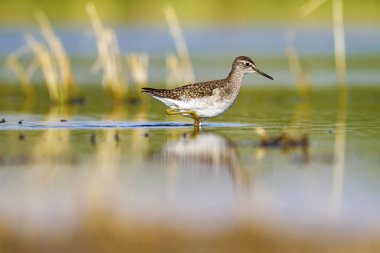 Su ve kuş. Sandpiper. Renkli doğa arka plan. Kuş: ahşap Sandpiper. Erkan efe.