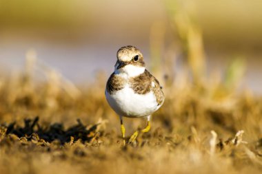 Sevimli küçük kuş. Sarı kahverengi doğa arka plan. Kuş: Küçük Halkalı Yağmurcun. Charadrius dubiu.