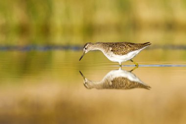 Su ve kuş. Sandpiper. Renkli doğa arka plan. Kuş: ahşap Sandpiper. Erkan efe.