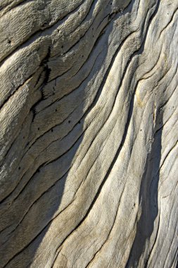 Doğal ahşap detay. Doğa deseni arka planı.  