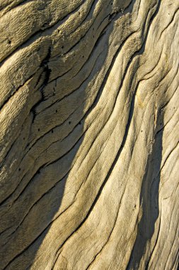 Doğal ahşap detay. Doğa deseni arka planı.  