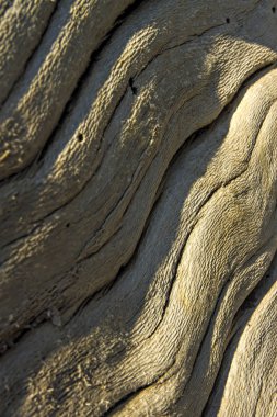 Doğal ahşap detay. Doğa deseni arka planı.  