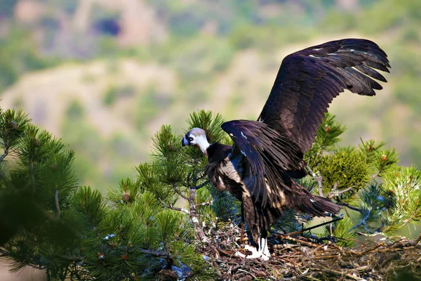 Akbaba yuvası. Cinereous Akbaba. Çam ağacı. Yeşil orman arka planı. Kızılcahamam Türkiye.