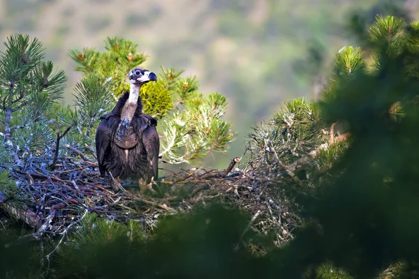 Akbaba yuvası. Cinereous Akbaba. Çam ağacı. Yeşil orman arka planı. Kızılcahamam Türkiye.