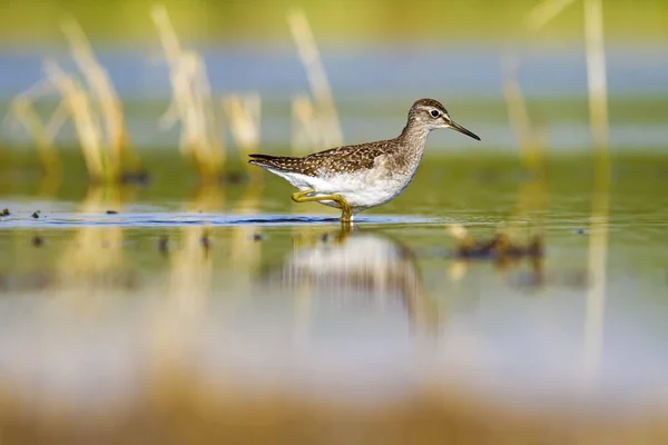 Água Pássaro Sandpiper Fundo Natureza Colorida Pássaro Sandpiper Madeira Tringa — Fotografia de Stock