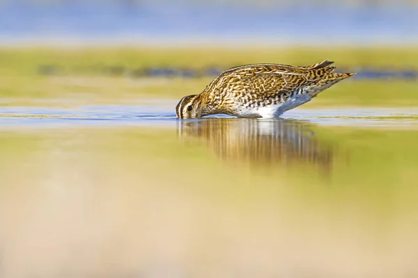 Niedlicher Vogel Waldschnepfe Bunte Wasser Natur Lebensraum Hintergrund — Stockfoto