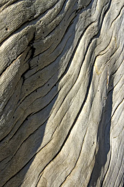 Doğal ahşap detay. Doğa deseni arka planı.  