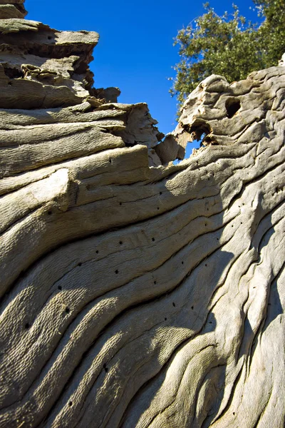 Doğal ahşap detay. Doğa deseni arka planı.  