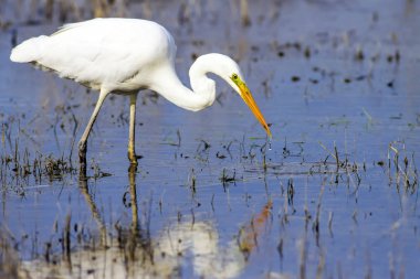 Büyük beyaz bir zon. Doğal arka plan.