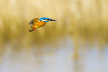 Kingfisher. Doğa habitat arka plan. Kuş: Ortak Kingfisher. Alcedo atthis.