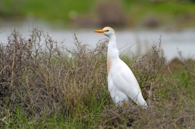 Balıkçıl. Yeşil doğa arka planı. Batı Sığır Egret.