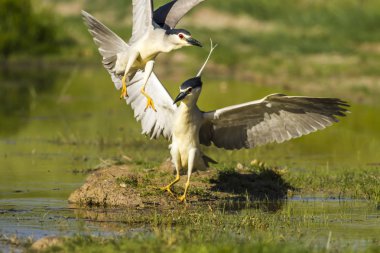 Balıkçıl. Siyah taçlı Gece Heron. Nycticorax nycticorax. Yeşil su habitat arka plan.