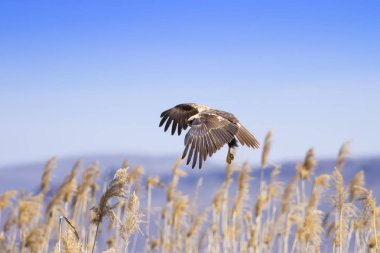 Doğa ve Şahin. Doğa habitat arka plan. 
