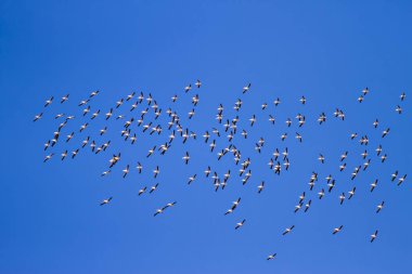Uçan pelikanlar. Kuş sürüsü. Kuşlar: Büyük Beyaz Pelikan. Mavi gökyüzü arka planı.