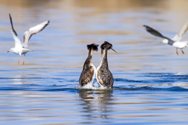 Birkaç kuş. Mavi su arka planı. Kuş: Büyük Tepeli Grebe. Podiceps cristatus.
