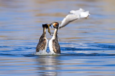 Birkaç kuş. Mavi su arka planı. Kuş: Büyük Tepeli Grebe. Podiceps cristatus.
