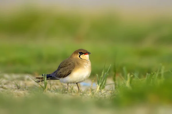 Pássaro Bonito Preso Pratincole Fundo Natureza Verde Colarinho Pratincole Glareola — Fotografia de Stock