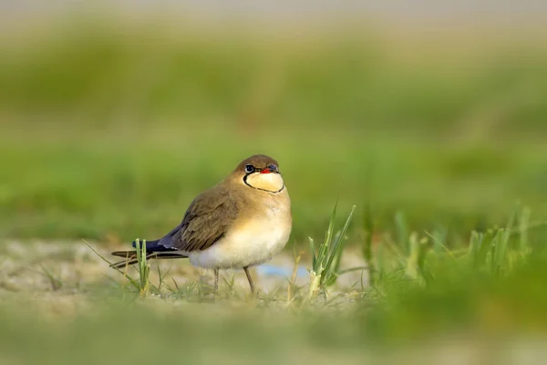Niedlichen Vogel Kragen Pratincole Hintergrund Grüne Natur Halsband Pratinkol Glareola — Stockfoto