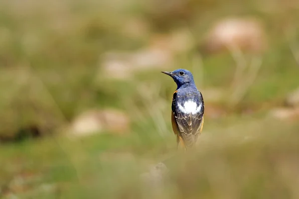 Mały Uroczy Ptak Tło Przyrodnicze — Zdjęcie stockowe