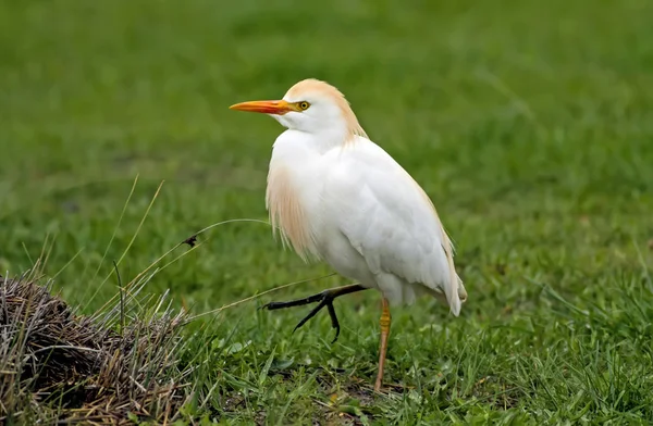 Heron Groene Natuur Achtergrond Westerse Runderen Egret — Stockfoto