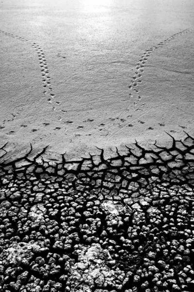 Dry land and birds footprint. Black white landscape nature photography. Cracked ground texture background. Dry cracked earth texture photo.