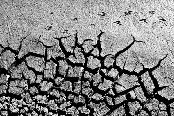 Terra Seca Pegada Aves Preto Paisagem Branca Fotografia Natureza Fundo — Fotografia de Stock