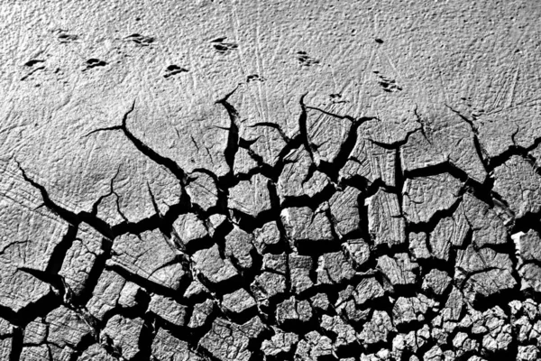 Terra Seca Pegada Aves Preto Paisagem Branca Fotografia Natureza Fundo — Fotografia de Stock