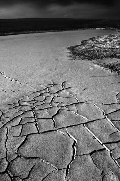 Dry land and birds footprint. Black white landscape nature photography. Cracked ground texture background. Dry cracked earth texture photo.