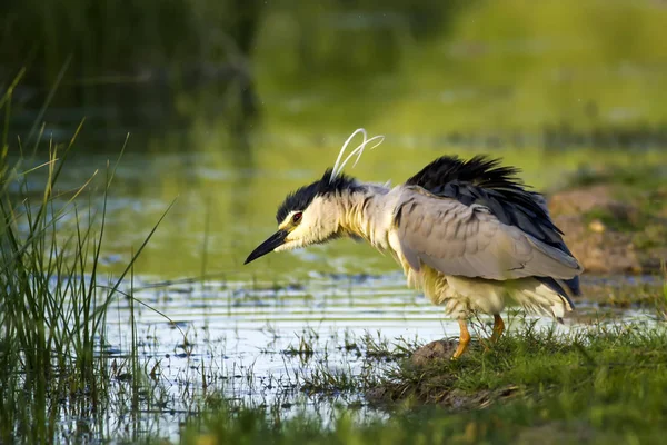 Czaple Czarny Koronowany Night Heron Nycticorax Nycticorax Tło Siedliska Zielonej — Zdjęcie stockowe