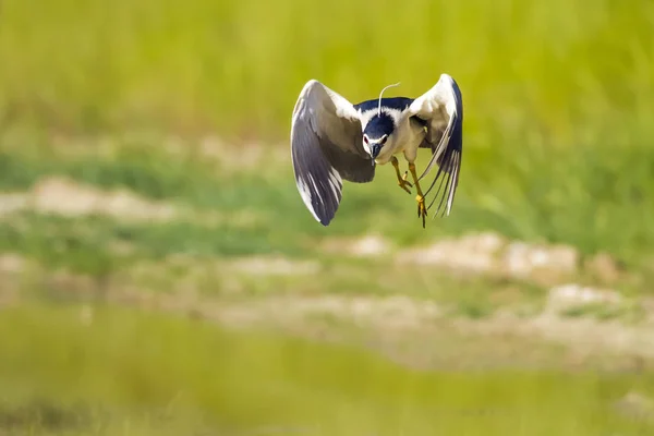 Gémek Fekete Koronát Night Heron Nycticorax Nycticorax Zöldvíz Élőhely Háttér — Stock Fotó