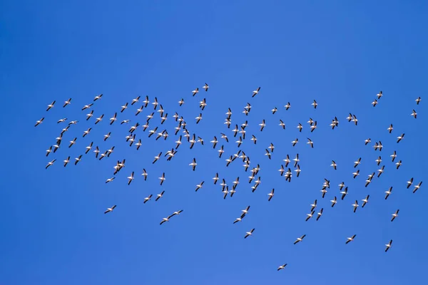 Fliegende Pelikane Vogelschar Vögel Weißpelikan Blauer Himmel Hintergrund — Stockfoto
