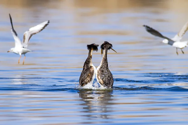Birkaç kuş. Mavi su arka planı. Kuş: Büyük Tepeli Grebe. Podiceps cristatus.