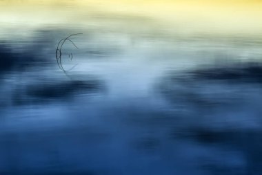 Renkli su doğa arka plan. Soyut su doğa arka plan. Sudaki bitkiler ve yansımalar. 