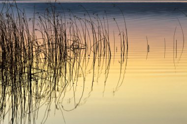 Renkli su doğa arka plan. Soyut su doğa arka plan. Sudaki bitkiler ve yansımalar. 